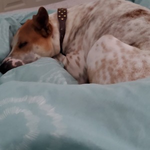 Fundraising Page: Ashleigh Sysak